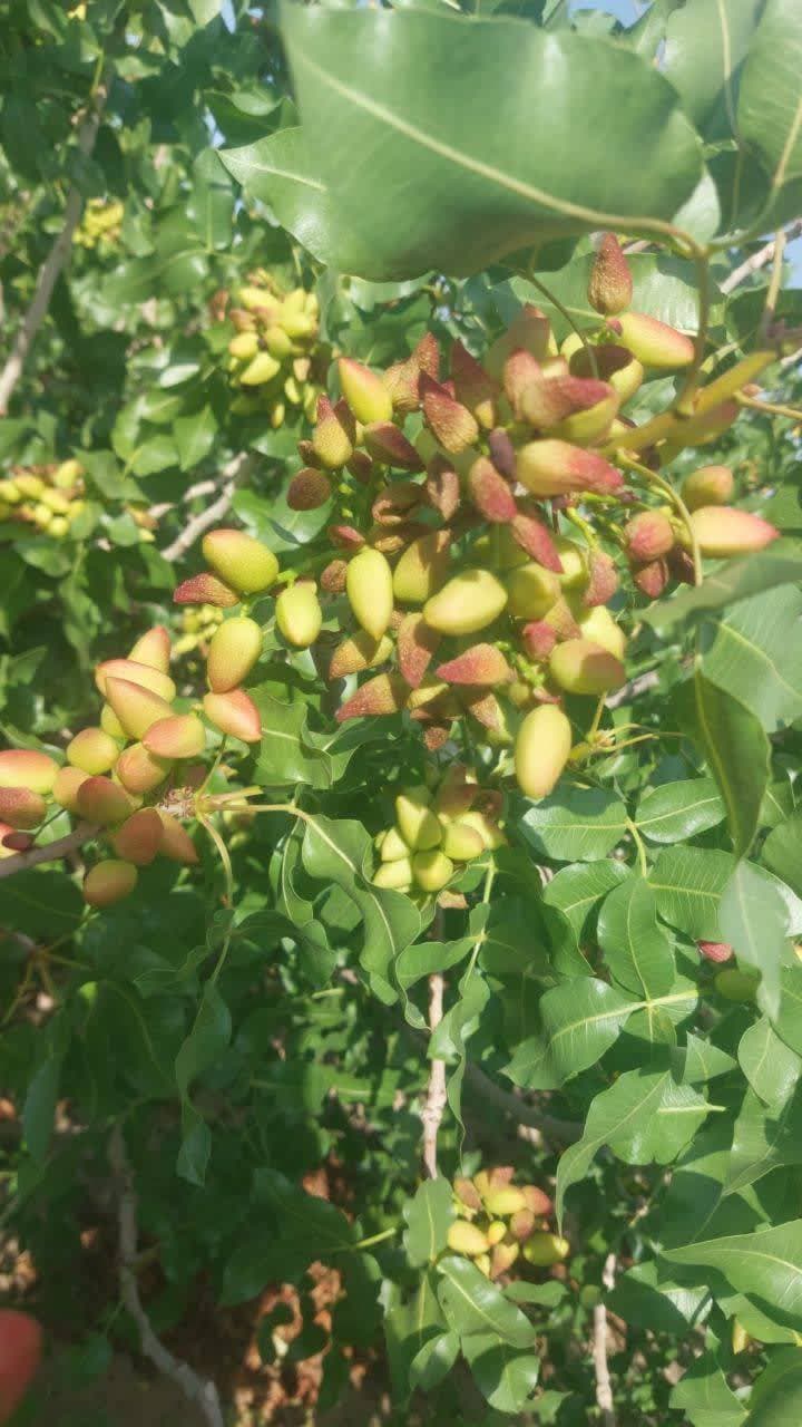 بیماری قارچ در پسته